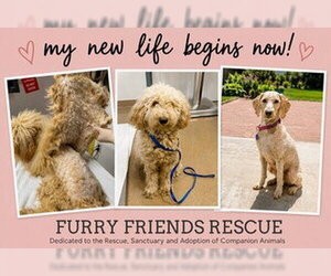 Poodle (Standard) Dogs for adoption in Fremont, CA, USA