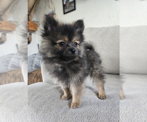 Medium Photo #4 Pomeranian Puppy For Sale in BRONSON, MI, USA