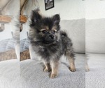 Small Photo #19 Pomeranian Puppy For Sale in BRONSON, MI, USA