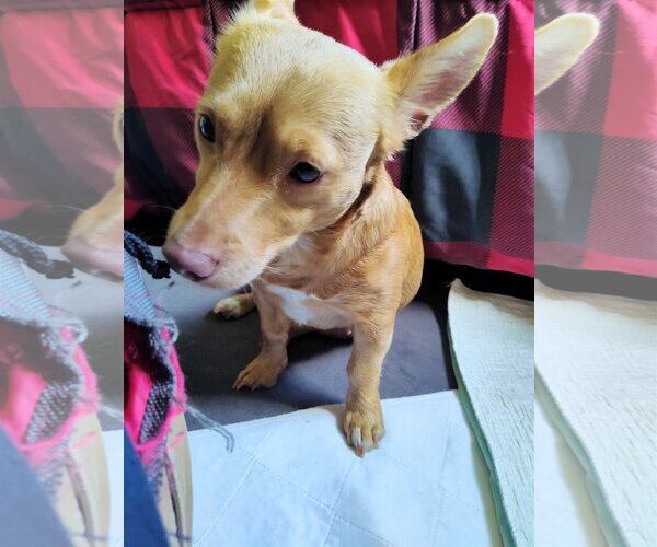 Medium Photo #4 Dorgi Puppy For Sale in Arlington, WA, USA