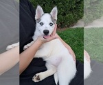 Small #2 Pomsky
