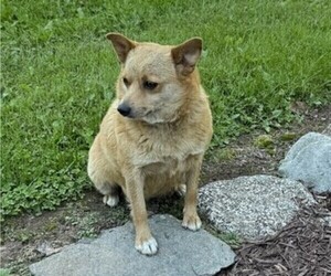 Mother of the Fox Terrier (Smooth) puppies born on 07/04/2025