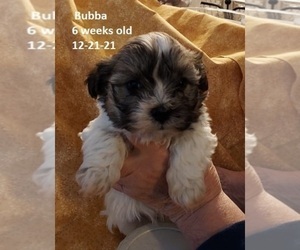 Havanese Puppy for sale in DREXEL, MO, USA