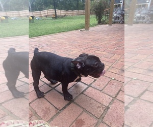American Bully-French Bulldog Mix Puppy for sale in CLEVELAND, NC, USA