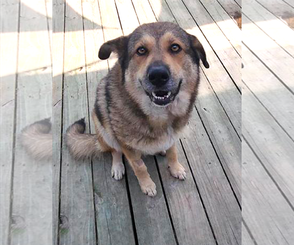 Medium Photo #2 German Shepherd Dog Puppy For Sale in Murfreesboro, NC, USA