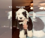 Small Old English Sheepdog