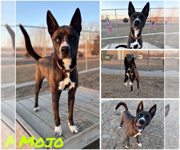 Medium Photo #4 Siberian Husky-Unknown Mix Puppy For Sale in Pierceton , IN, USA