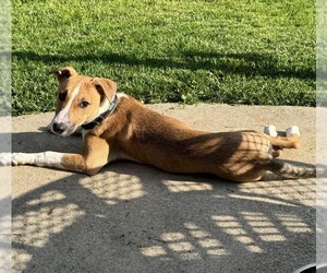 Australian Shepherd-Miniature Bull Terrier Mix Dogs for adoption in bloomington, IL, USA