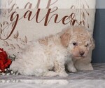 Small Photo #3 Poodle (Miniature) Puppy For Sale in FREDERICKSBURG, OH, USA