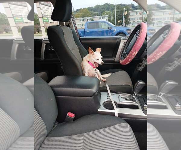 Medium Photo #5 Chihuahua-Unknown Mix Puppy For Sale in Shillington, PA, USA