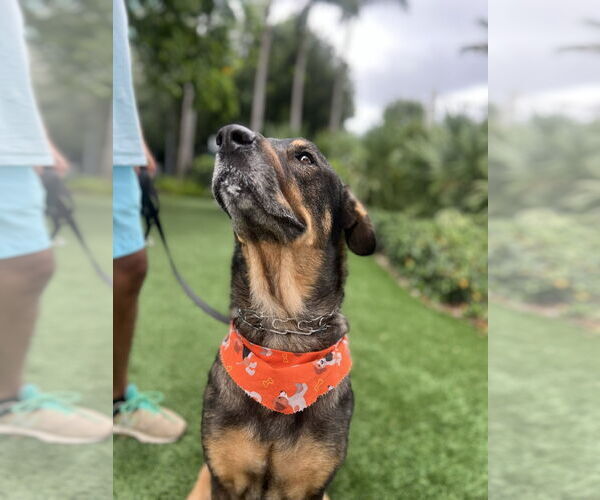 Medium Photo #3 German Shepherd Dog-Unknown Mix Puppy For Sale in Miami, FL, USA