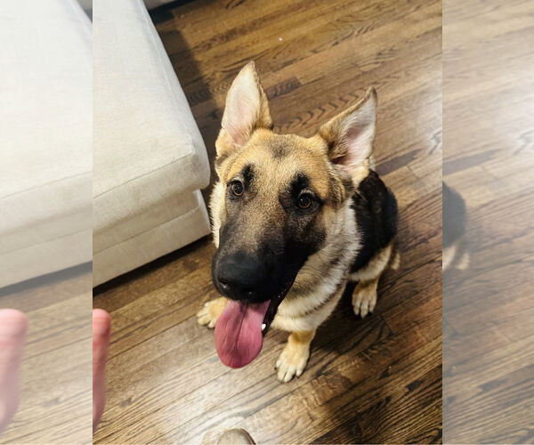 Medium Photo #3 German Shepherd Dog Puppy For Sale in La Grange , NC, USA