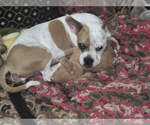 Medium Photo #3 Boston Terrier Puppy For Sale in Little Elm, TX, USA