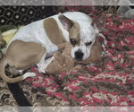Small #2 Boston Terrier