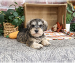 Small #2 Schnauzer (Miniature)