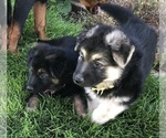 Small #15 German Shepherd Dog