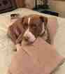 Small Photo #5 American Pit Bull Terrier-Pointer Mix Puppy For Sale in DENVER, CO, USA