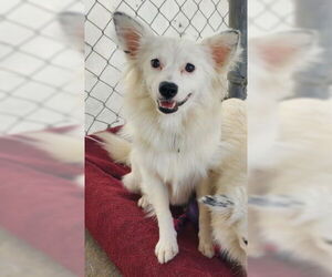 Pomeranian-Unknown Mix Dogs for adoption in Ventura, CA, USA