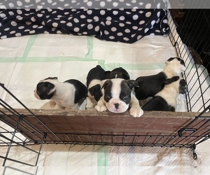 Boston Terrier Litter for sale in GOLIAD, TX, USA