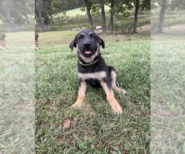 Medium Photo #4 German Shepherd Dog Puppy For Sale in FAYETTE, MO, USA