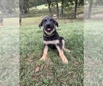 Small #3 German Shepherd Dog