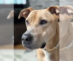 Small #9 Labrador Retriever Mix