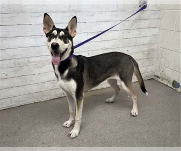 Medium Photo #1 Siberian Husky-Unknown Mix Puppy For Sale in San Bernardino, CA, USA