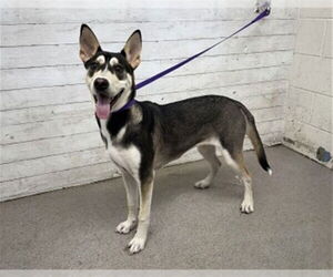 Siberian Husky-Unknown Mix Dogs for adoption in San Bernardino, CA, USA