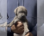 Puppy Rhonda Cane Corso