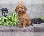 Puppy 1 Irish Setter-Poodle (Miniature) Mix