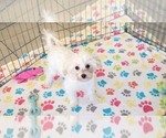 Small #7 Maltipoo (Toy)