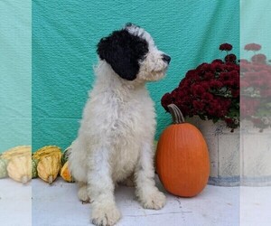 Miniature Bernedoodle Puppy for sale in FREDERICKSBG, OH, USA