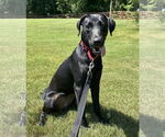 Small #2 Labrador Retriever Mix