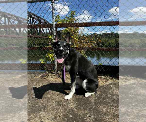 Medium Photo #3 Huskies -Unknown Mix Puppy For Sale in Springdale, PA, USA