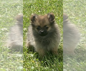 Pomeranian Puppy for sale in CANOGA, NY, USA