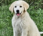 Puppy Puppy 1 Anatolian Shepherd-Karakachan Mix