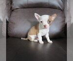 Small #9 Chihuahua