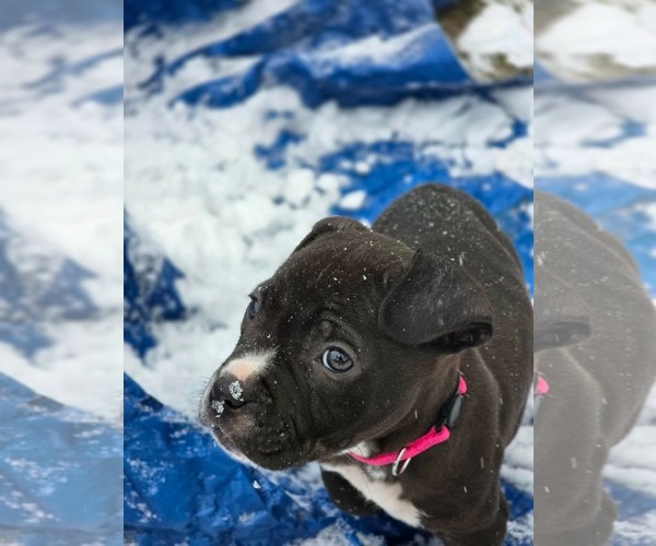 Medium Photo #2 Mutt Puppy For Sale in Derwood, MD, USA