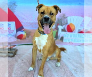 German Shepherd Dog-Unknown Mix Dogs for adoption in Long Beach, CA, USA