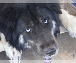 Siberian Husky-Unknown Mix Dogs for adoption in Gilbert, AZ, USA