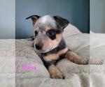 Puppy Daisy Australian Cattle Dog