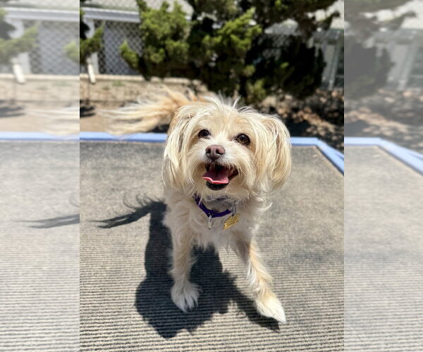 Medium Photo #2 Mutt Puppy For Sale in Seal Beach, CA, USA