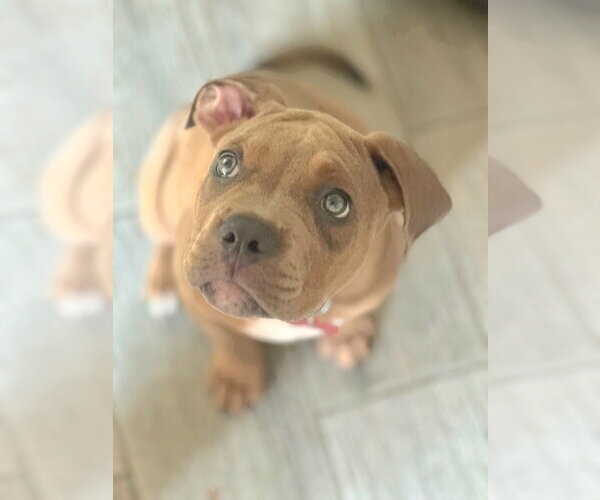Medium Photo #18 American Staffordshire Terrier-Unknown Mix Puppy For Sale in Lake Forest, CA, USA