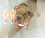 Small #17 American Staffordshire Terrier Mix