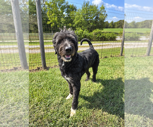 Poodle (Standard)-Unknown Mix Dogs for adoption in Pacolet, SC, USA