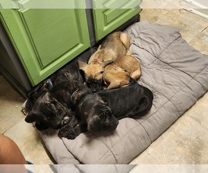 Cane Corso Puppy for sale in CHICOPEE, MA, USA