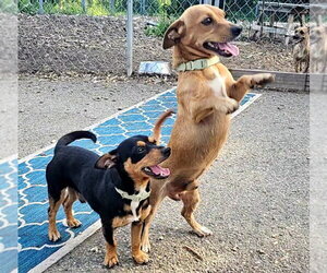 Luis and Leo - Male Chihuahua Dog for Adoption - Photo #2