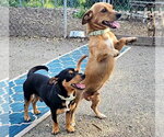 Small #1 Chihuahua
