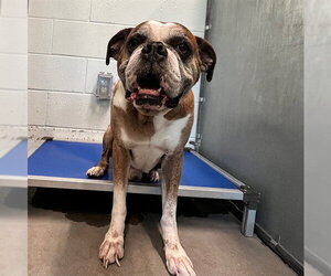 Boxer-Unknown Mix Dogs for adoption in Tavares, FL, USA