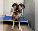 Small Boxer Mix